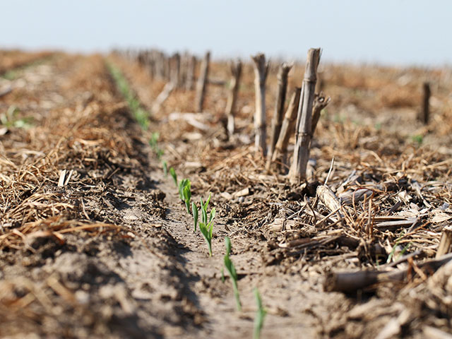 Keep insect pests from invading your cash crop by terminating cover crops at least two weeks before planting, like this Illinois farm where corn is sprouting up alongside terminated ryegrass. (DTN photo by Pamela Smith) 